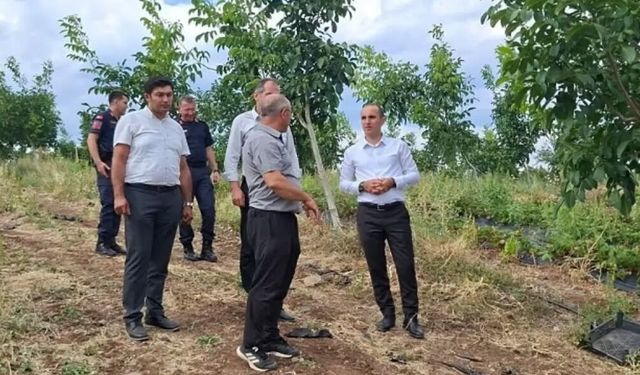 Kaymakam ceviz ve çilek üretim alanlarını inceledi
