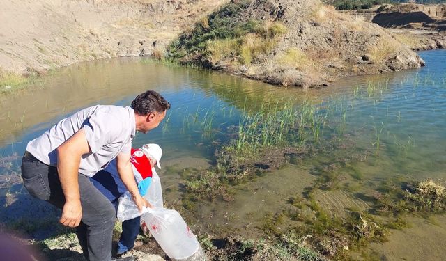 Gölet ve barajlara yavru balık bırakıldı