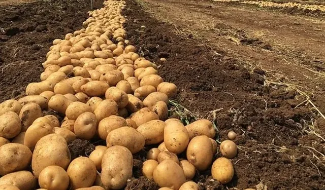 Çorum’da patates hasadı fiyatları düşürdü
