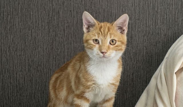 Çorum’da kaybolan sarman kedi bulundu