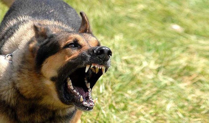 Köpeğin saldırdığı kadın yaralandı