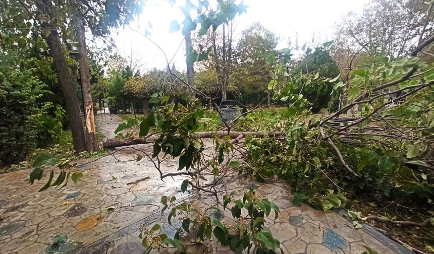 Sungurlu’da şiddetli  rüzgar ağaçları devirdi