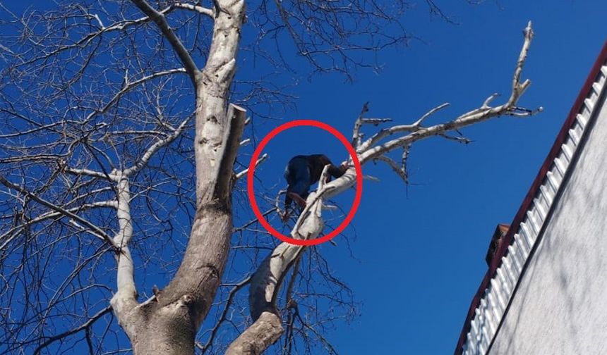 Hırsızlık zanlısı çıktığı  ağaçtan polise el salladı