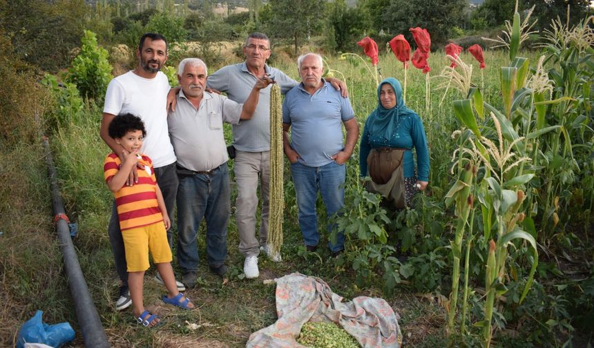 Çayköy Bamyası ilgi görüyor