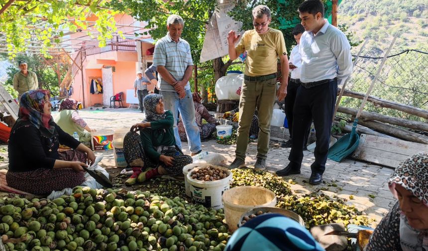 Oğuzlar'da ceviz  hasadı başladı