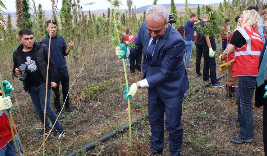 Çorum'da kenevir hasadı başladı