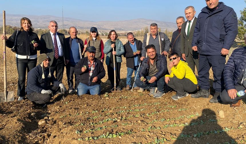 Mecitözü'nde salep fidanları  toprakla buluşturuldu