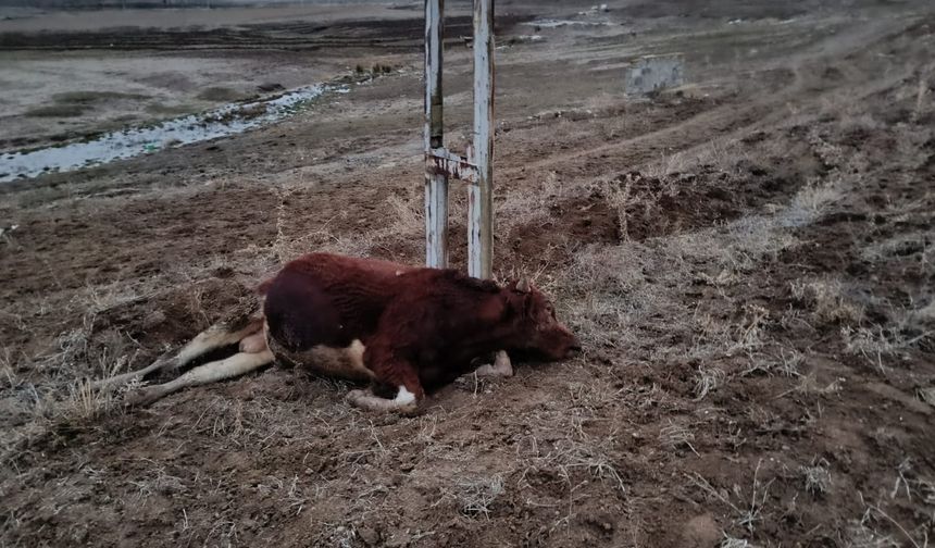 Elektrik akımına kapılan  hayvan telef oldu