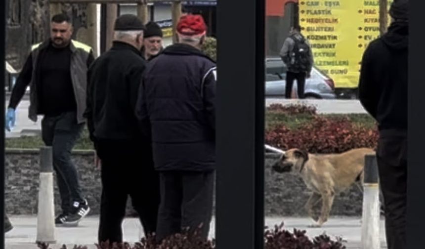 Çorum'da sokak köpekleri toplanmaya başlandı
