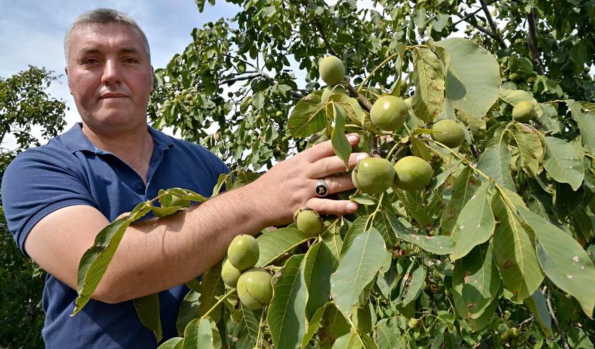 Oğuzlar Cevizi’ni  soğuk vurdu!