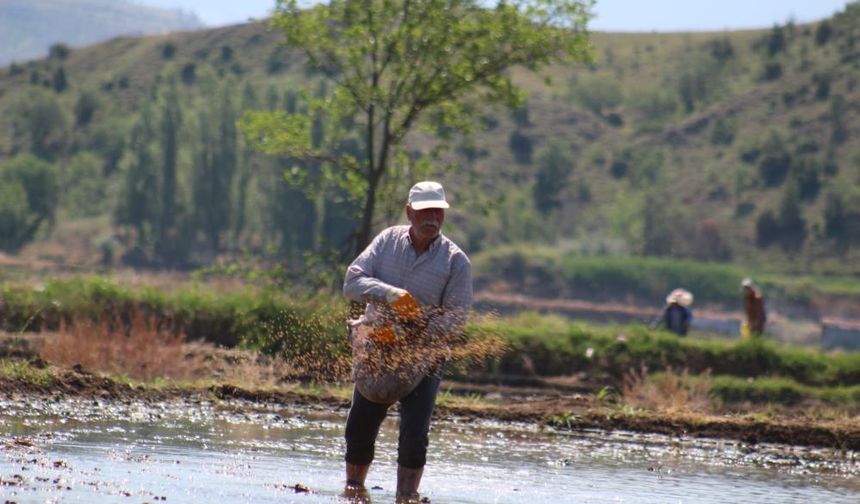 Kızılırmak Nehri'nin beslediği tarlalarda çeltik ekimi başladı