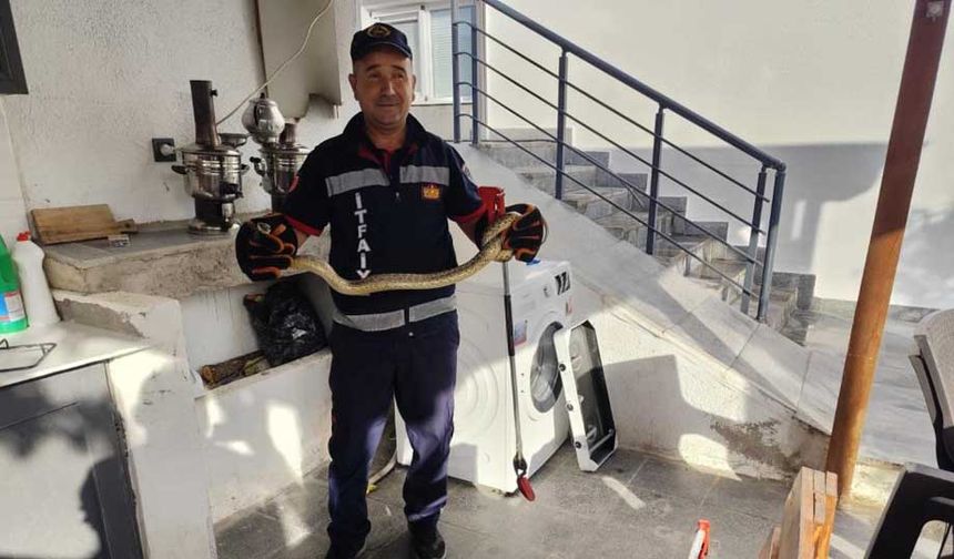 Eve giren yılan itfaiye ekiplerini seferber etti