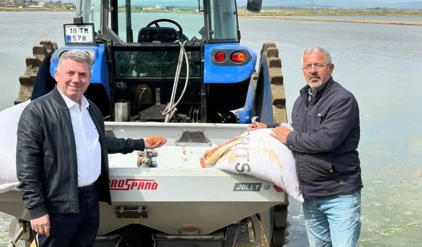 Osmancık’ta yeni sezon  çeltik ekimine başlandı