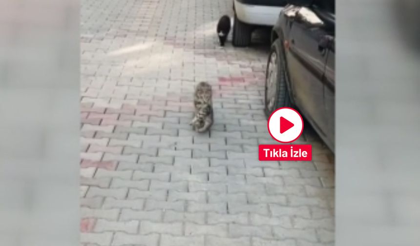 Çorum'da anne kedi yavrusunu ağzında taşıyarak veterine götürdü o anlar kameraya yansıdı