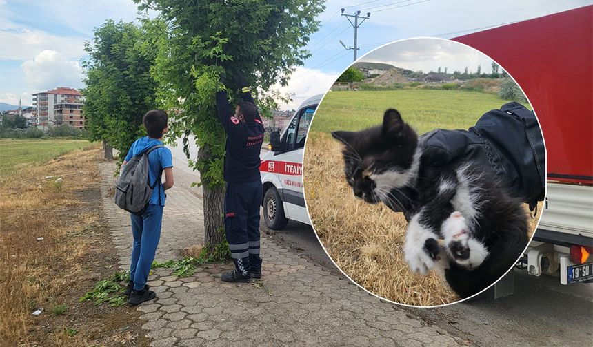 Çorum’da gözleri görmeyen yavru kediyi itfaiye kurtardı