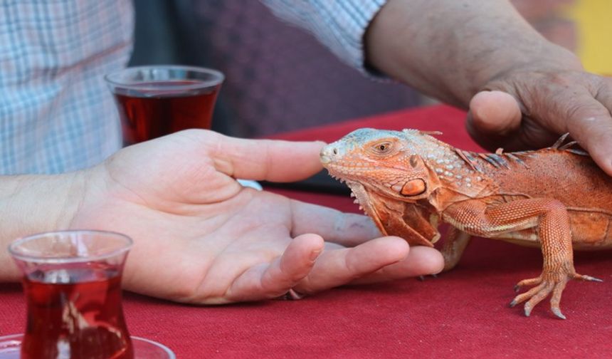 Çorum doğumlu İguana