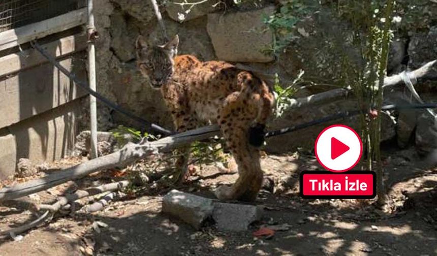 Evin bahçesine giren vaşak paniğe yol açtı