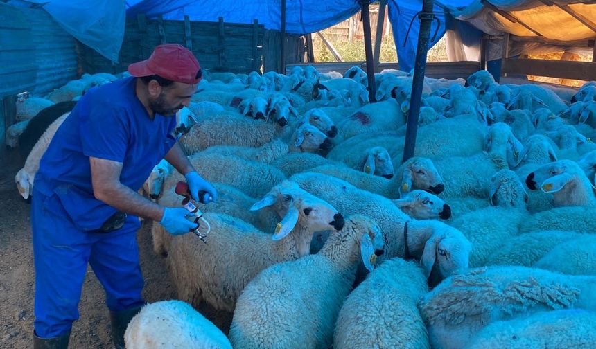 Çorum’da şap aşısı  seferberliği sürüyor