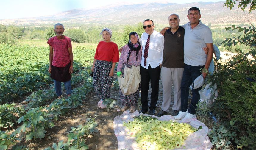 Çorum’dan Türkiye’ye bamya