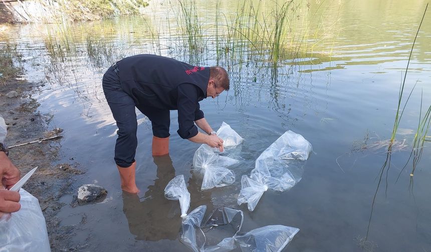 Çorum’daki göletlere 281 bin  yavru sazan bırakıldı