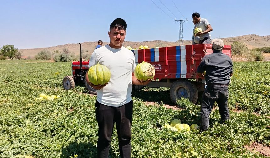 10 dilim kavunun hasadına başlandı