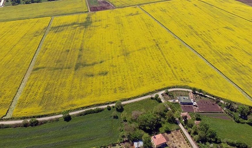 Devletten kiralık tarla: Rekor Kayseri'de peki Çorum'da kaç kiralık tarla var?