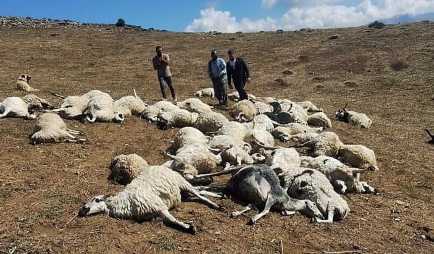 Sürüye yıldırım düştü: 58 koyun telef oldu