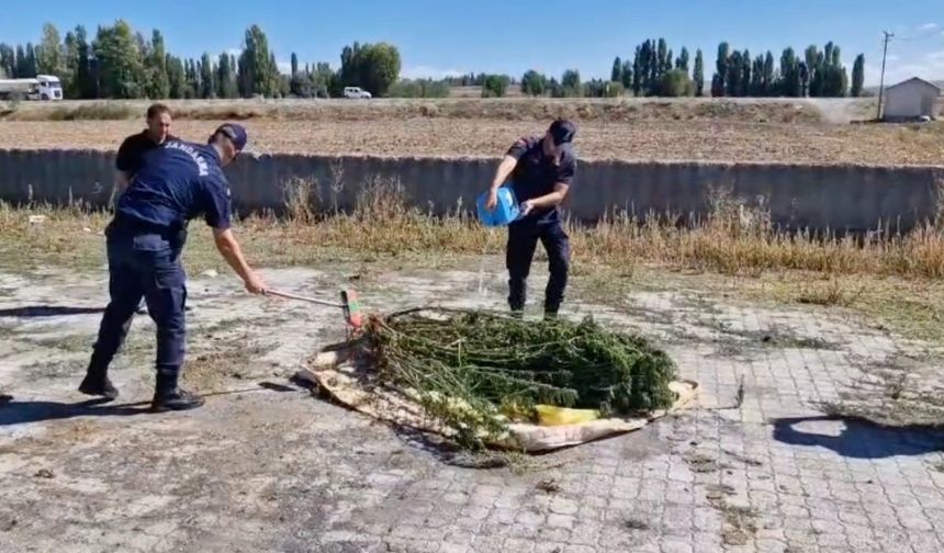 Alaca'da ele geçirilen 21  kök kenevir imha edildi