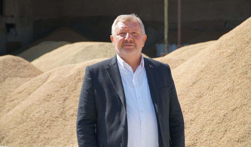 Osmancık’ta çeltik hasadı başladı