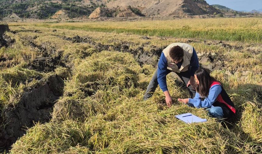 Laçin’de çeltik hasadı  döneminde sıkı denetim