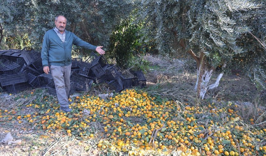 Mandalinanın fiyatı 2 TL'ye düşünce tonlarca ürünü vatandaşlara ücretsiz dağıttılar