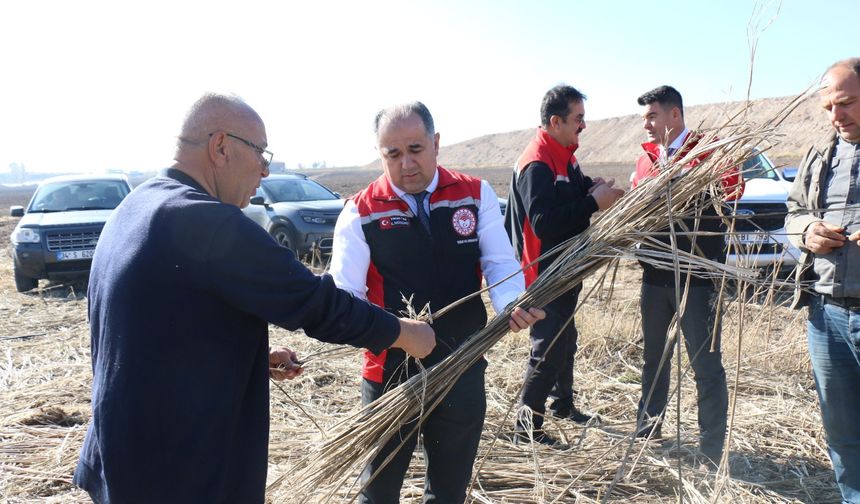 Çorum'da 143 dekar alanda  Hint Keneviri yetiştirildi