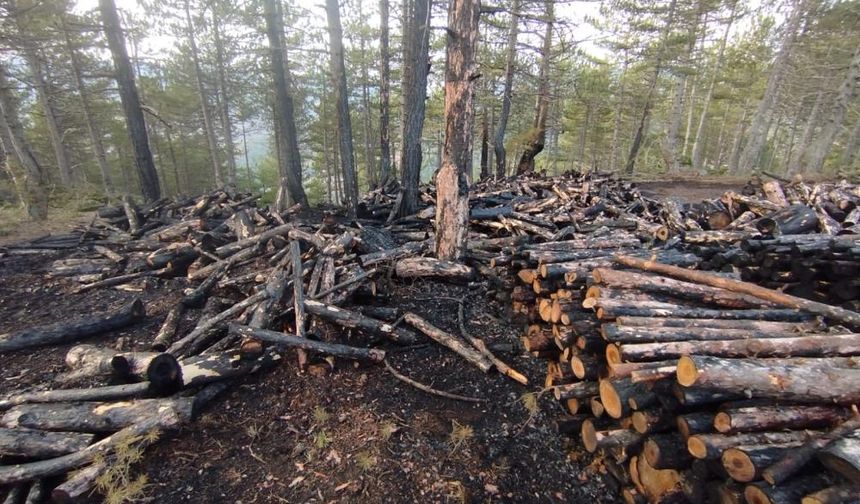 Kesim sahasında yangın paniği: 80 ster çam ağacı zarar gördü