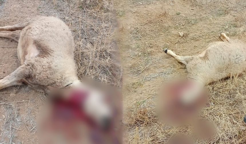 Kurt sürüsünün saldırdığı 30 küçükbaş hayvan ile 1 köpek telef oldu