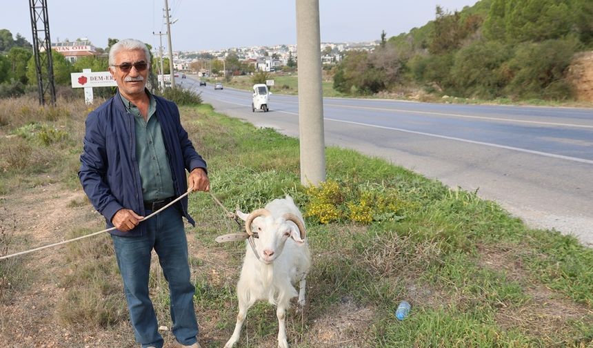Çorum'dan Aydın'a gitti kendi çiftliğini kurdu! Şimdi  keçileri ile tatil yapıyor