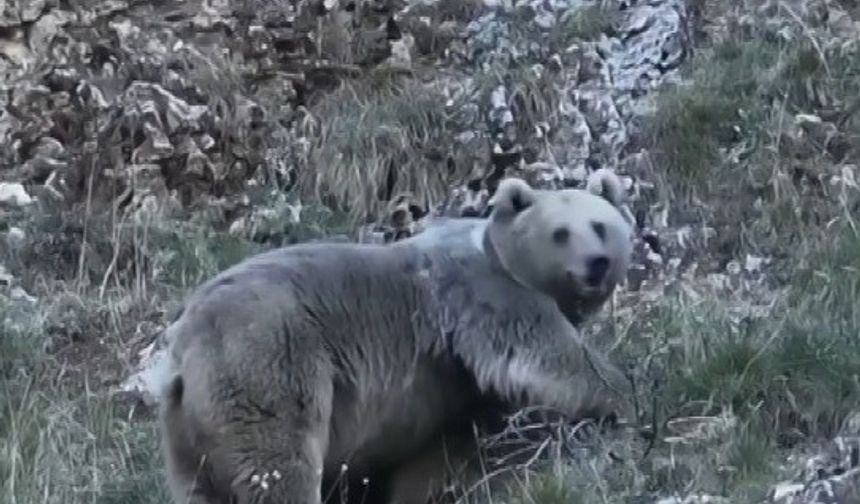 Kış uykusuna hazırlanan ayı görüntülendi