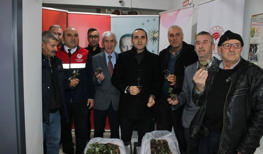 Çorum'da çiftçilere çilek fidesi ile ceviz fidanı dağıtıldı