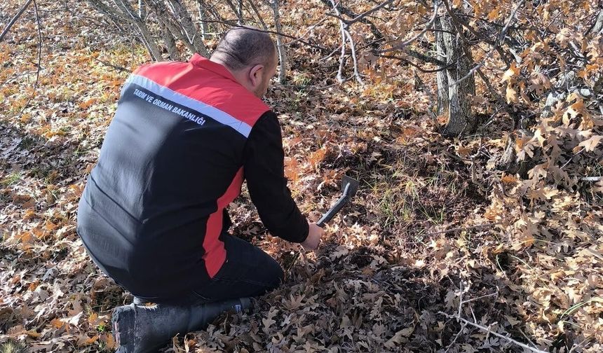 Süne ve kımıl zararlısı için önleme çalışması