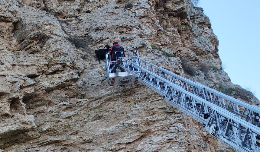 Kayalıklarda mahsur kalan  4 keçiyi itfaiye kurtardı