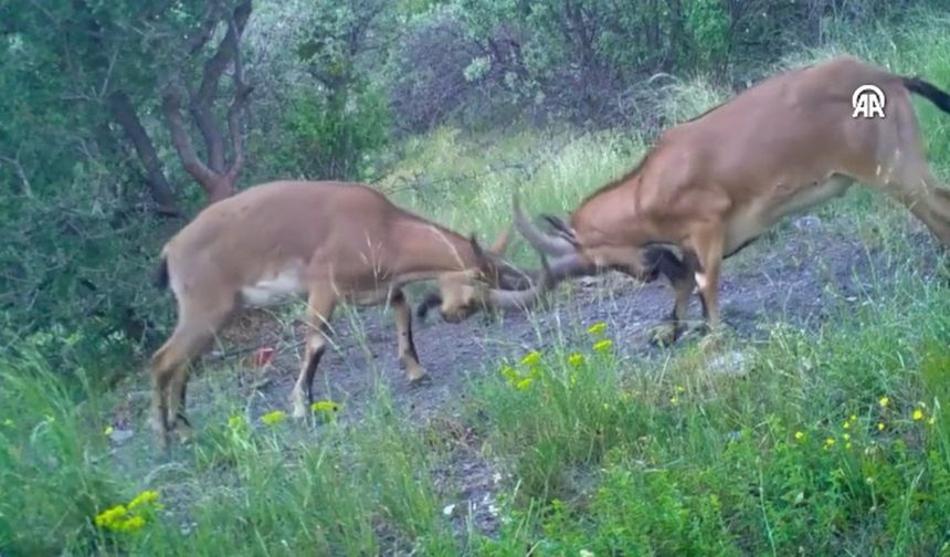 Kavga eden dağ keçileri fotokapanla görüntülendi