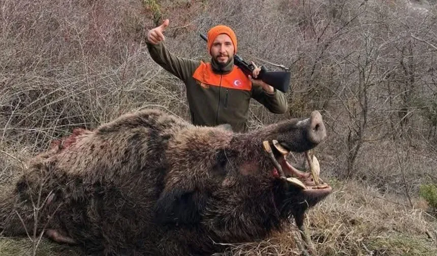 Mecitözü'nde vurulan domuz görenleri şaşırttı