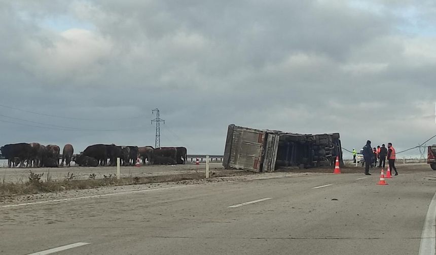 Çorum’da hayvan yüklü TIR devrildi