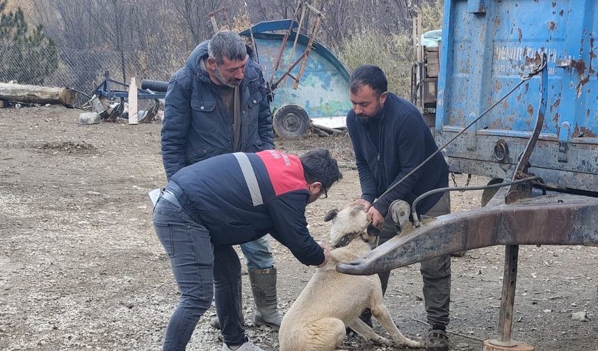Bayat’ta hayvan sağlığı  için yoğun mesai