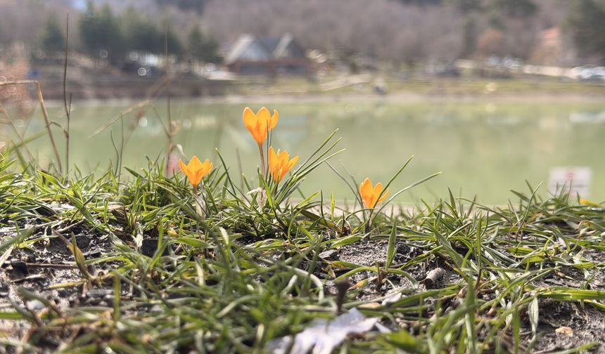 Çorum'da çiğdem ve menekşeler çiçek açtı