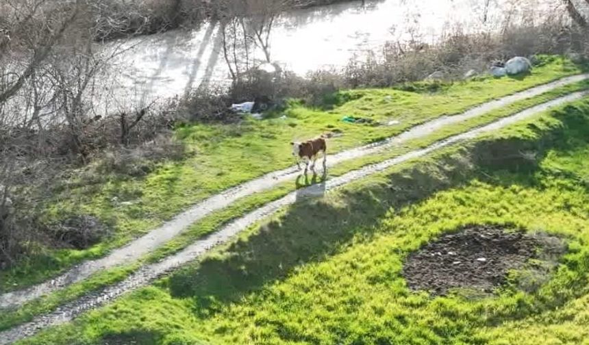 Kayıp buzağı 72 saat sonra dron ile bulundu