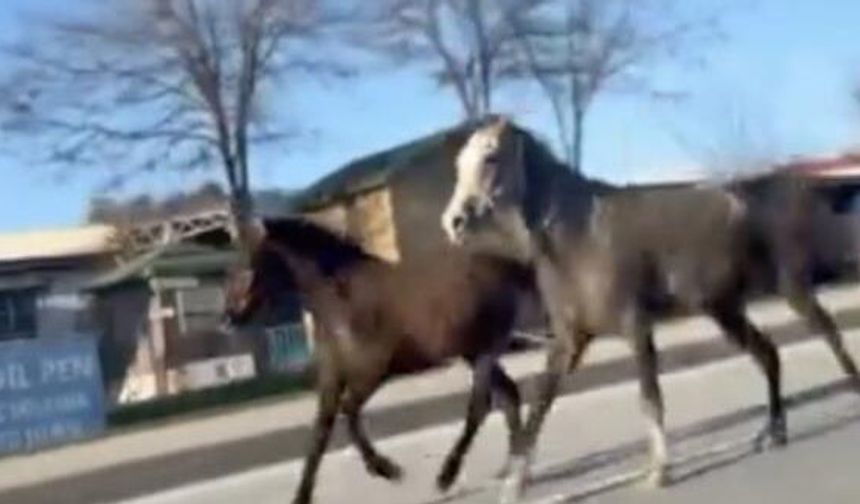 Çorum’da başıboş atlar trafiği tehlikeye attı