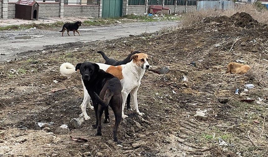 Sokak köpekleri tedirgin ediyor