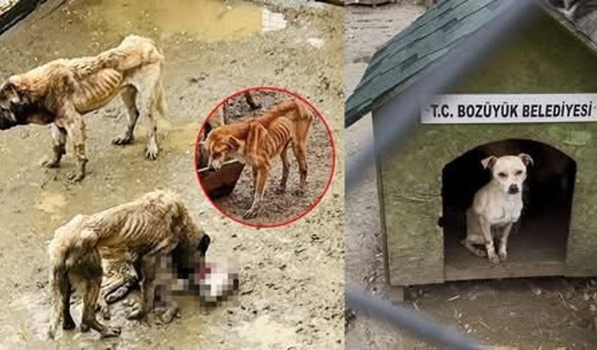 Barınakta köpekler birbirini yedi!