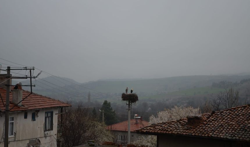 Çorum'da baharın müjdecisi leylekler yuvalarını yeniden şenlendirdi