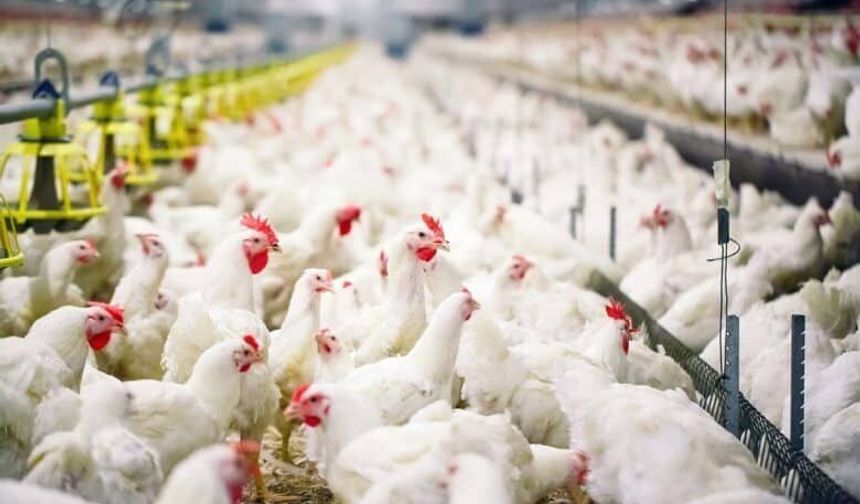 Çorum'da icradan satılık tavuk çiftliği! İşte fiyatı